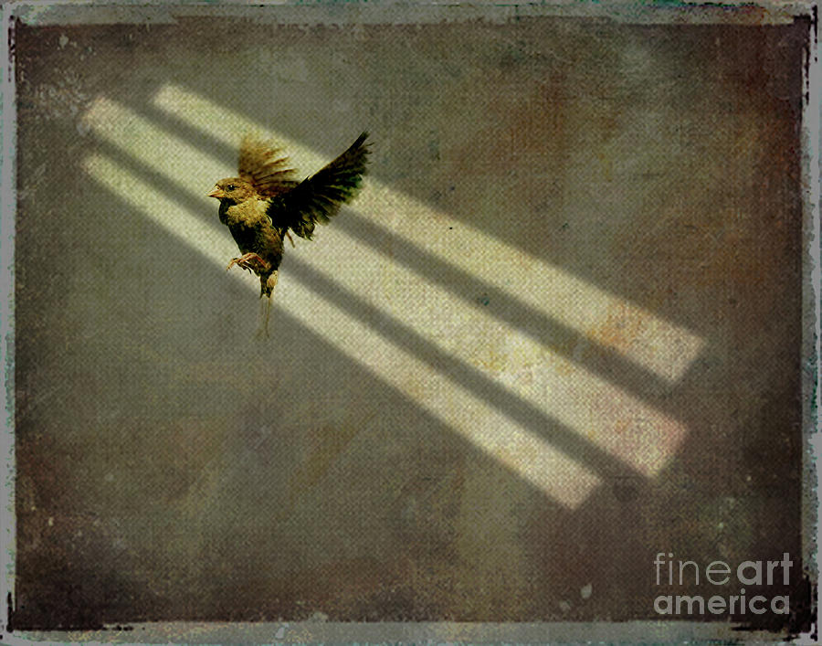 Sparrow Photograph - Bird in shaft of light by Jim Wright