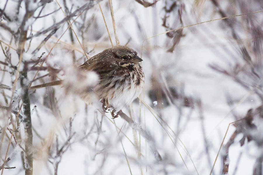 Bird Photograph - Bird In Snow by Ryan Moore