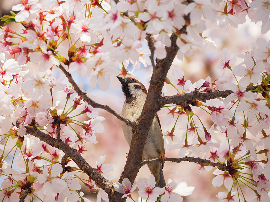Wildlife Photograph - Bird in the blooms by David Alexander Arnavat