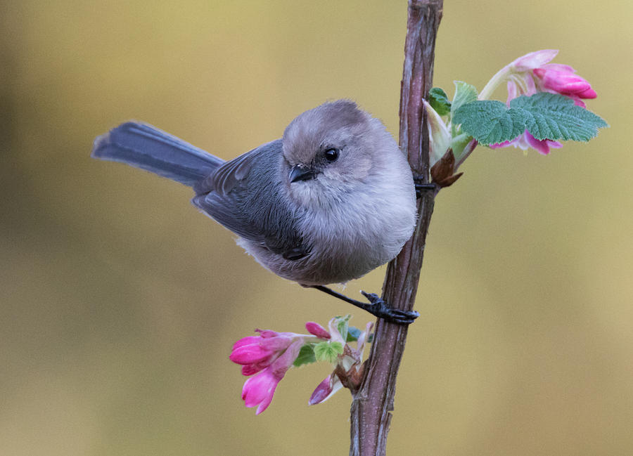 Bird In The Bush Photograph By Angie Vogel Fine Art America