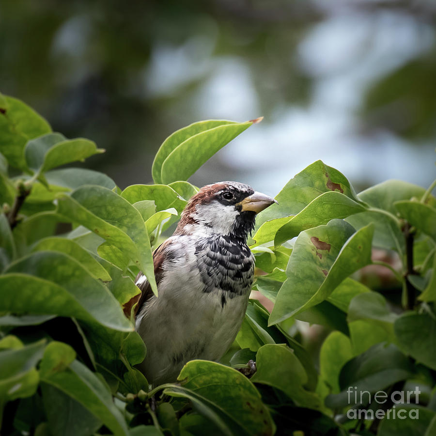 Bird In The Bush Photograph By Jennifer Mitchell Fine Art America