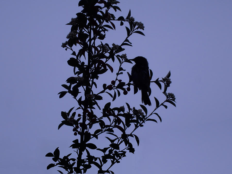 Bird In The Bush Photograph by Mark Blauhoefer