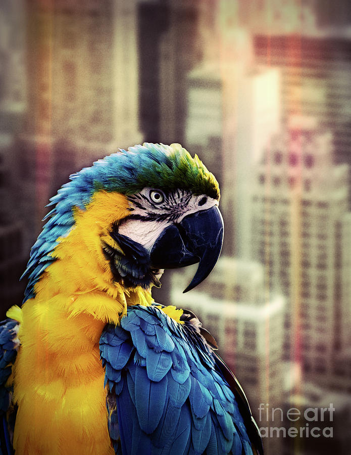 Bird In The City Digital Art by Phil Perkins