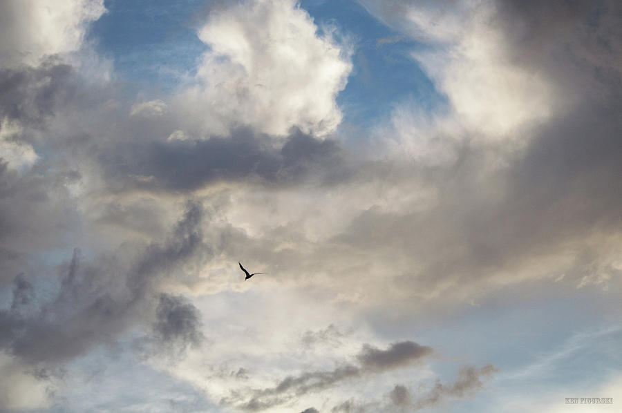 Bird In The Clouds 2 Photograph by Ken Figurski