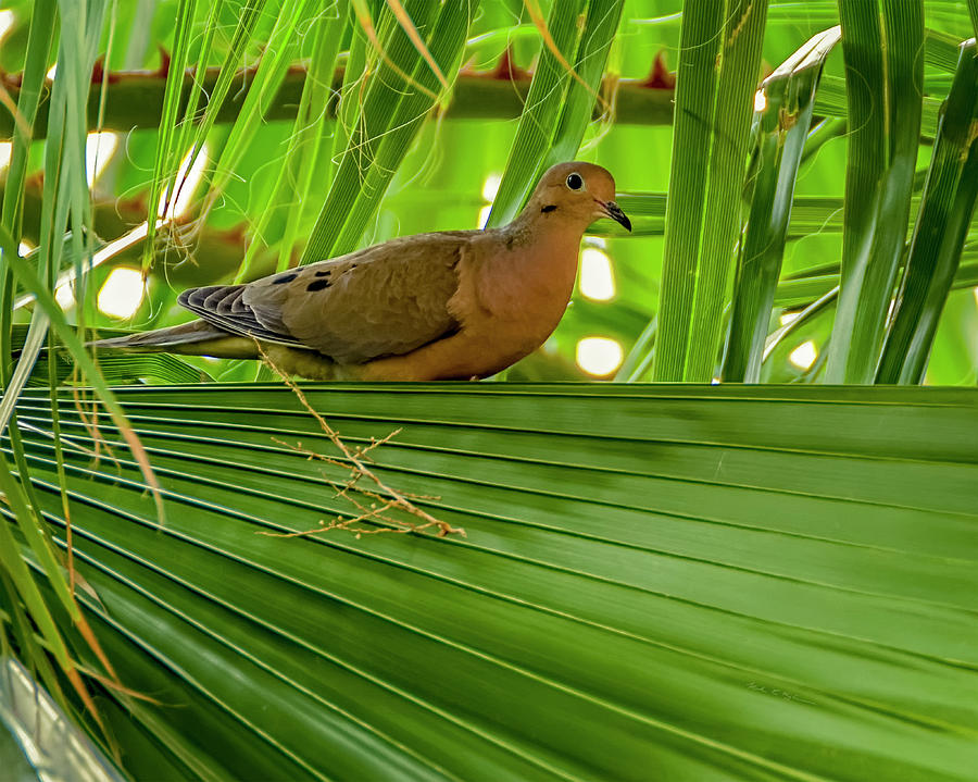 Bird In The Palm h1849 Photograph by Mark Myhaver