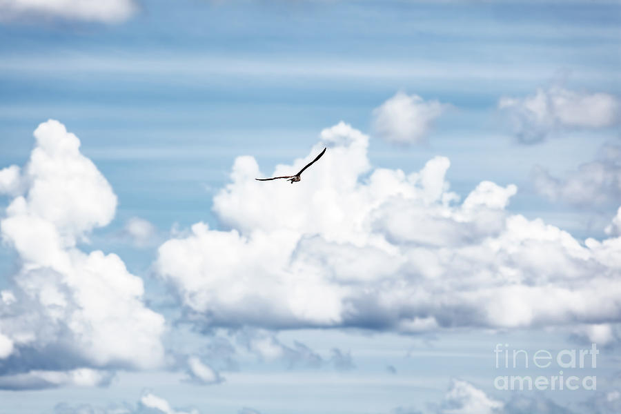 Bird in the sky Photograph by Anna Om