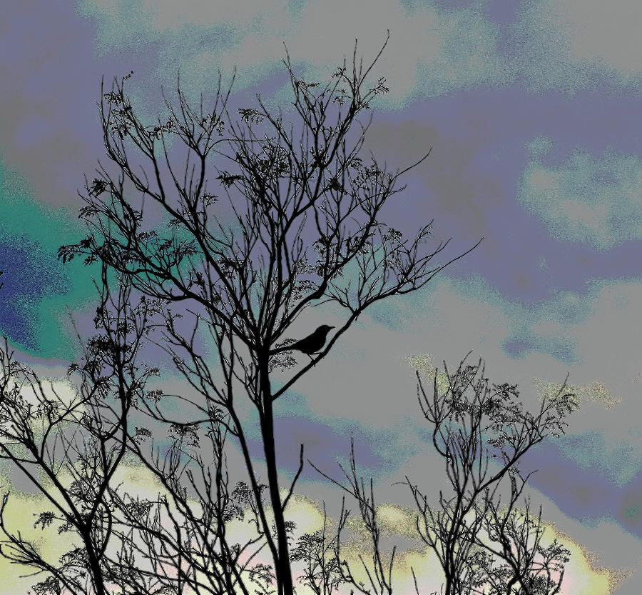 Bird In Tree Silhouette IV Abstract Photograph by Linda Brody