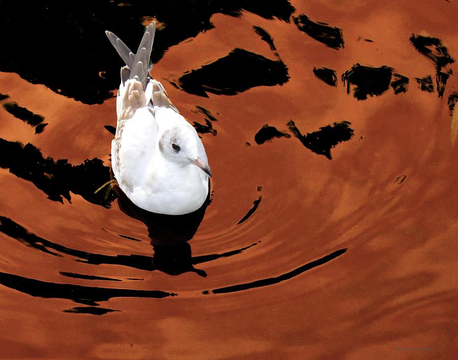 Bird in Water Photograph by Coke Mattingly