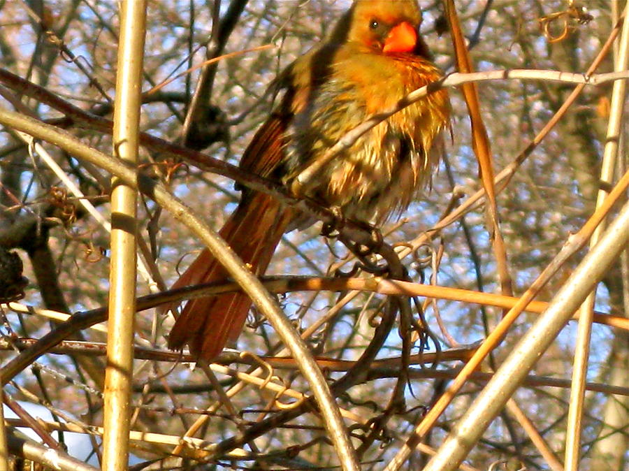 Bird In Winter Photograph by Felix Zapata