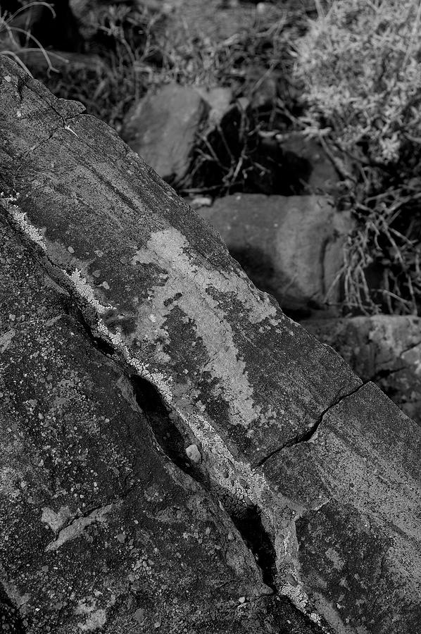 Petroglyphs Photograph - Bird by John Gee