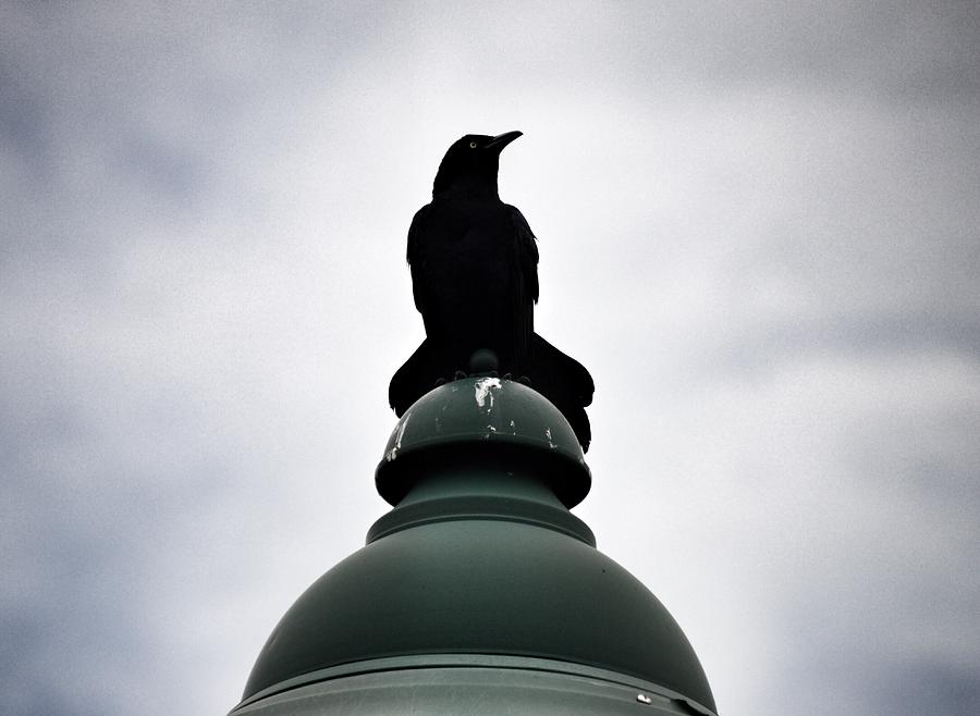 Crow Photograph - Bird King by Douglas Grohne