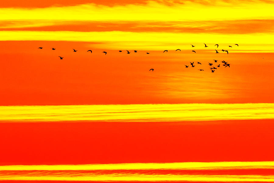 Bird Photograph - Bird migration... by Catalin Fudulu