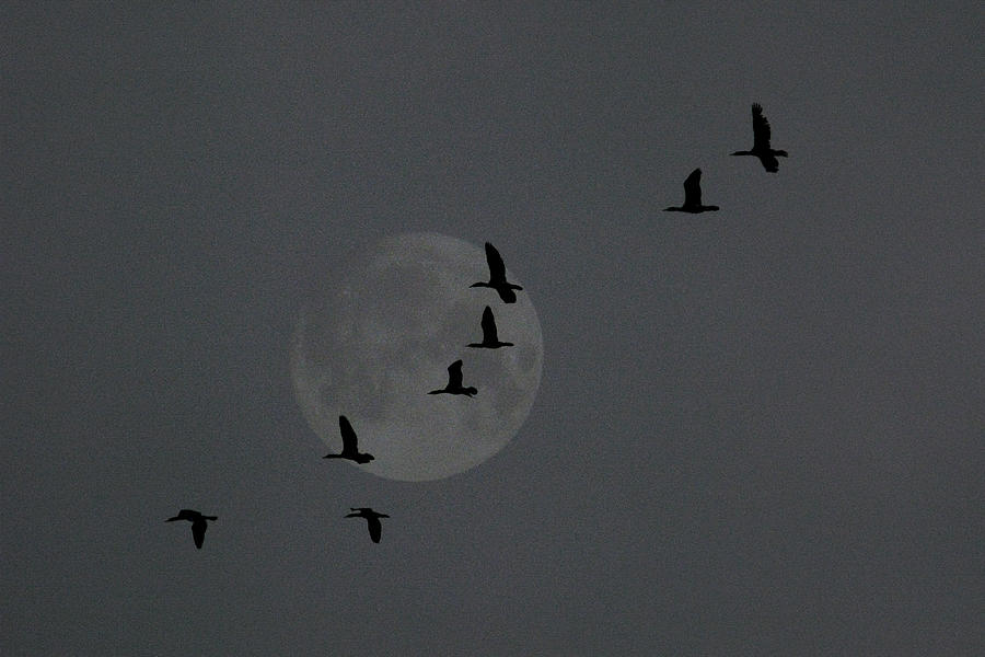 Bird Moon Photograph
