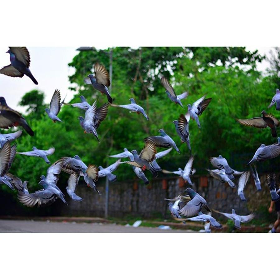 Nature Photograph - #bird #naturelovers #wild #nature by Vikas Rathee