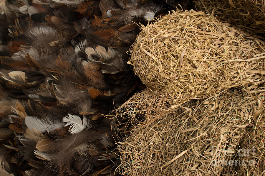 Feather Photograph - Bird Nest and Feathers by Jason Rosette