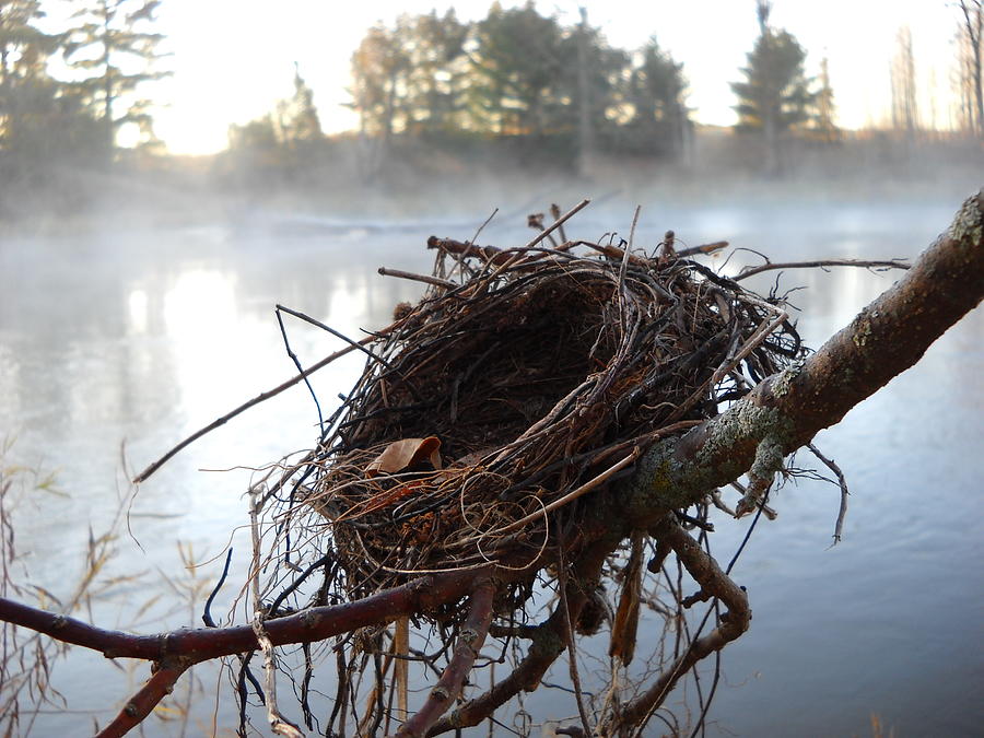 Bird Nest and Mississippi River Fog Photograph by Kent Lorentzen