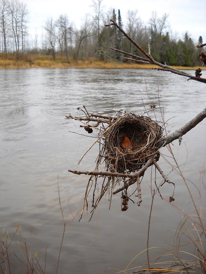 Bird Nest by Mississippi River Photograph by Kent Lorentzen