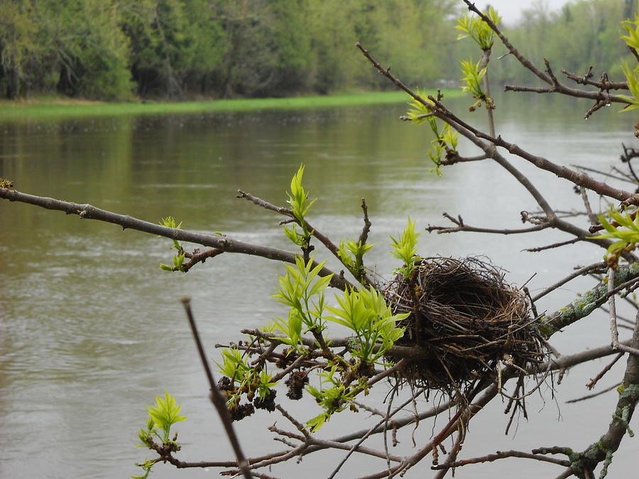 Bird Nest in Ash Tree Branches by Kent Lorentzen