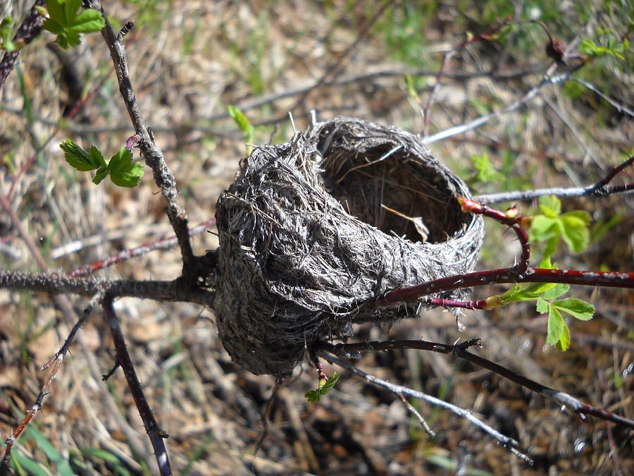 Bird Nest in Wild Rose Bush Photograph by Kent Lorentzen