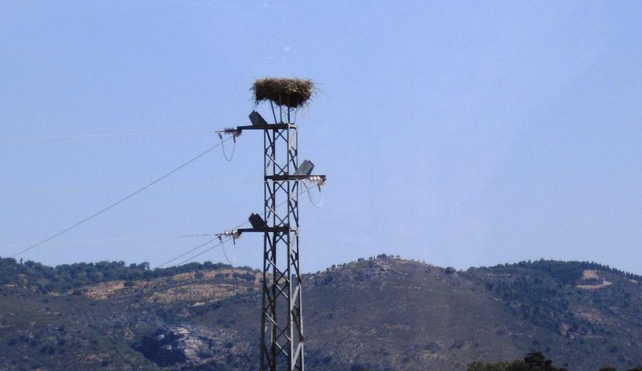 Bird Nest on Spanish Highway Towards Seville Photograph by John Shiron