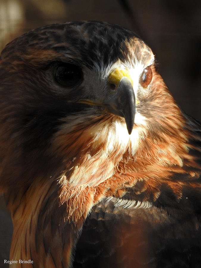 Bird of Mystery Photograph by Regine Brindle - Fine Art America