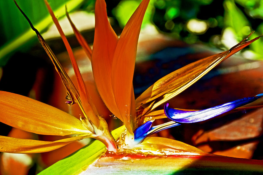 Bird of Paradise 2 at Pilgrim Place in Claremont-California  Photograph by Ruth Hager