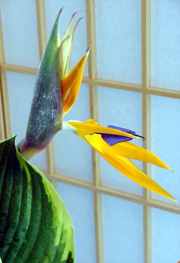 Paradise Photograph - Bird of Paradise 2 by Mindy Newman
