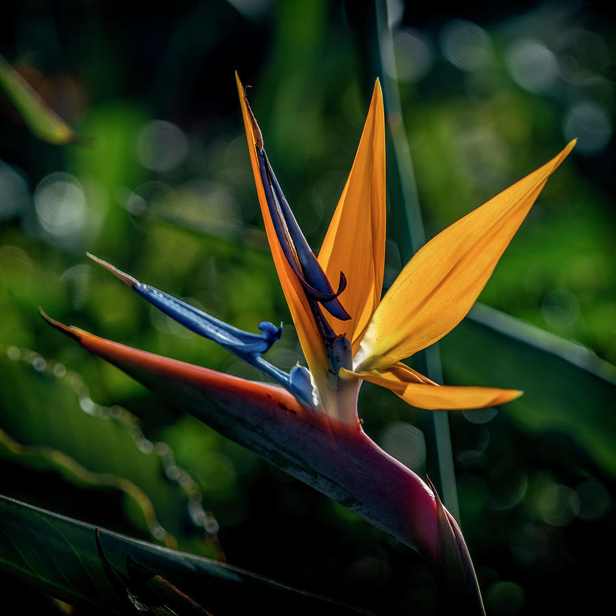 Bird of Paradise 7R2_DSC3363_17-01-17 Photograph by Greg Kluempers