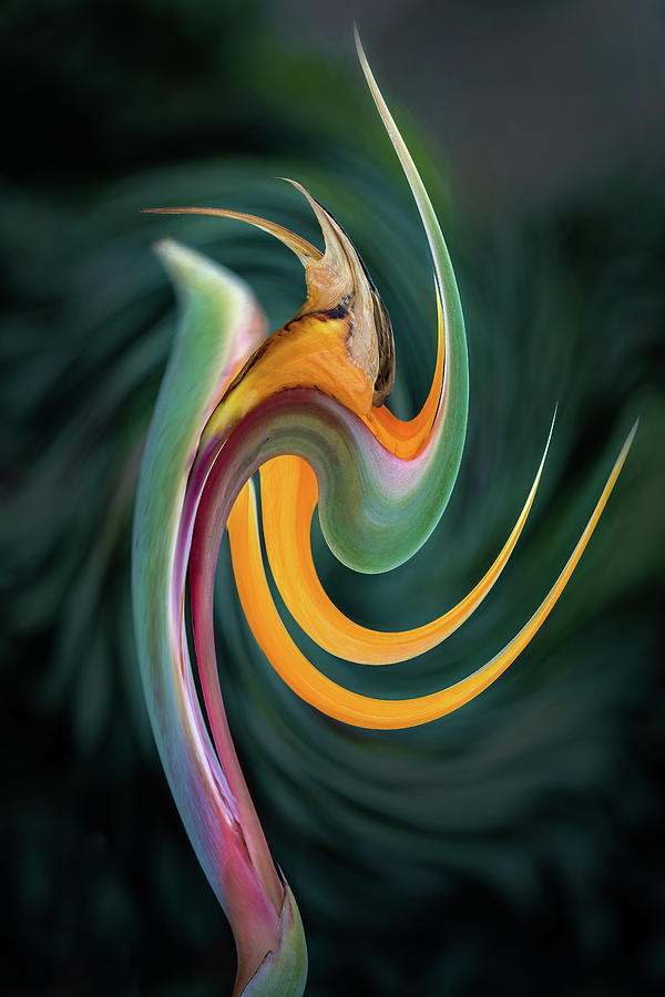 Bird of Paradise Abstract 2 Photograph by Rick Strobaugh
