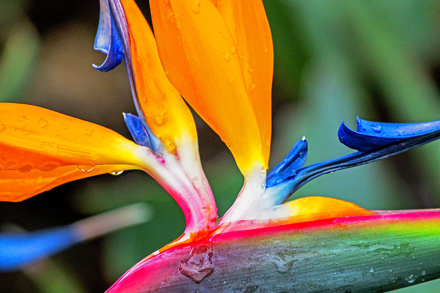 Bird of Paradise After the Rain Photograph by Dorothy Cunningham