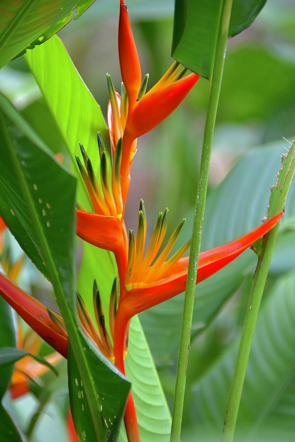 Bird of Paradise Photograph by Barbara Stellwagen - Fine Art America