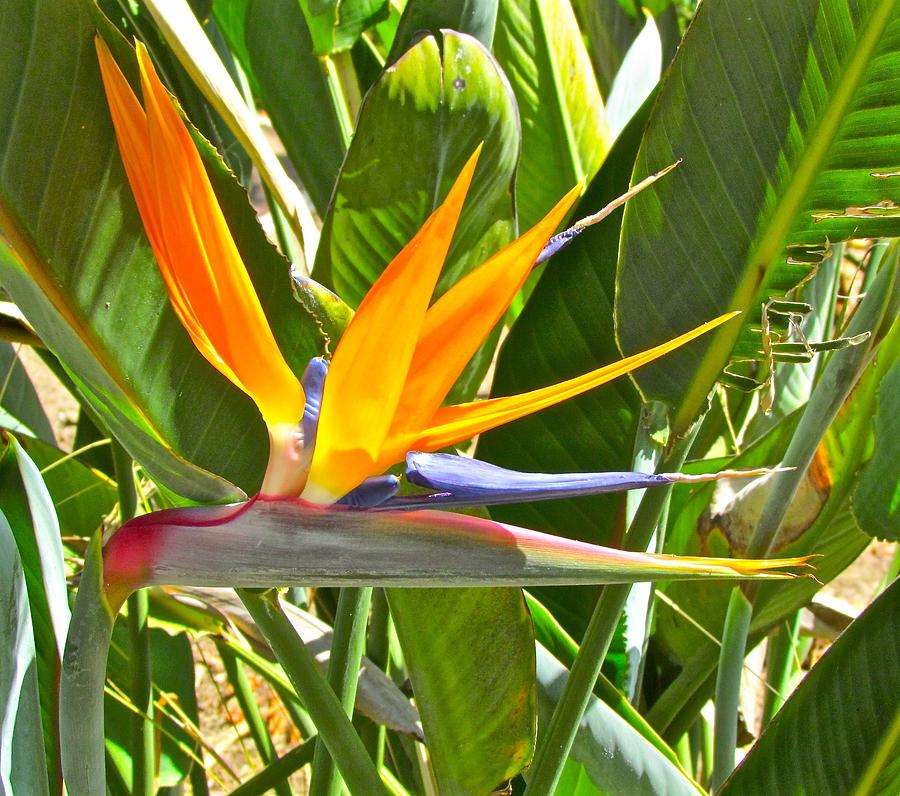 Bird of Paradise Photograph by Barbara Zahno - Fine Art America