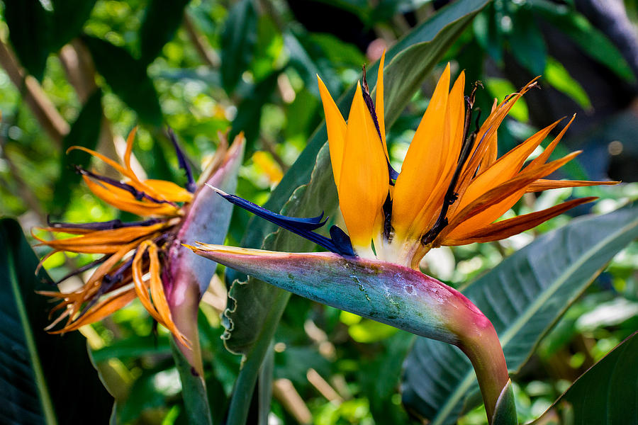 Bird of Paradise Photograph by Bill Pevlor