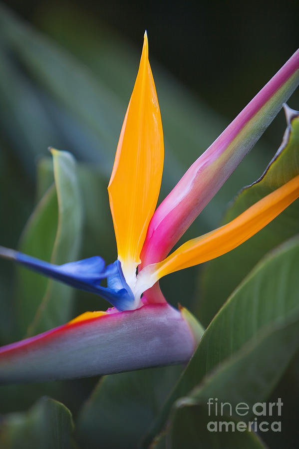 Abstract Photograph - Bird of Paradise Blossom by Ron Dahlquist - Printscapes
