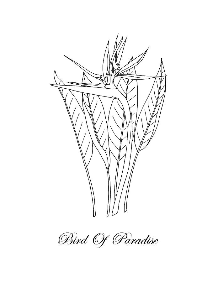 Bird Of Paradise. Botanical Drawing by Masha Batkova