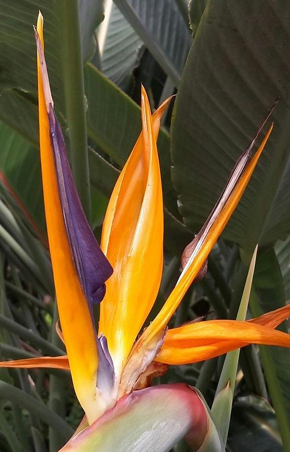 Bird of Paradise Photograph by Bryan Ashewood - Fine Art America