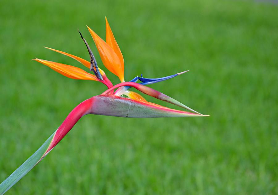 Bird of Paradise Photograph by Carolyn Mickulas