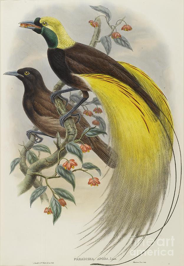 Bird of Paradise  Painting by Celestial Images