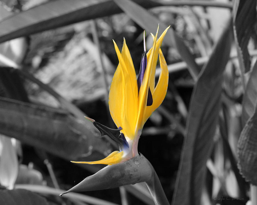 Nature Photograph - Bird of Paradise by Chayla Brown