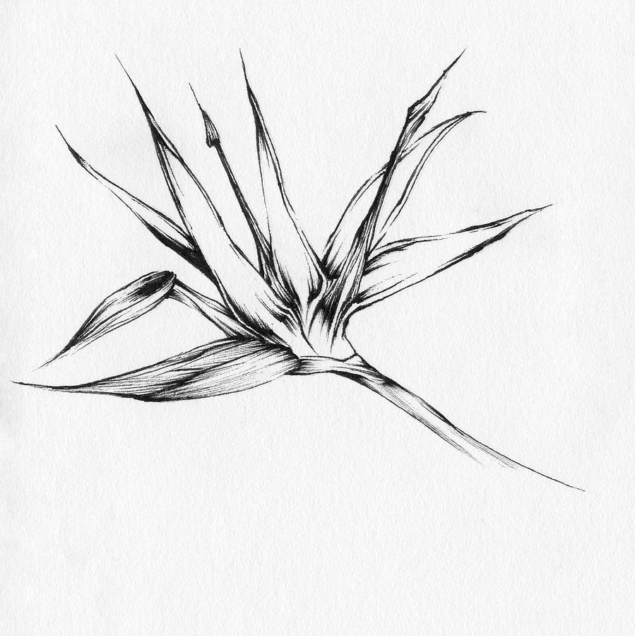 Sketch Bird Of Paradise Plant Tattoo Idea  BlackInk
