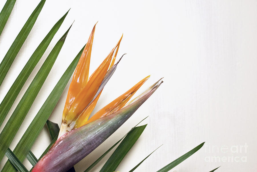 Bird of Paradise  Photograph by Cindy Garber Iverson