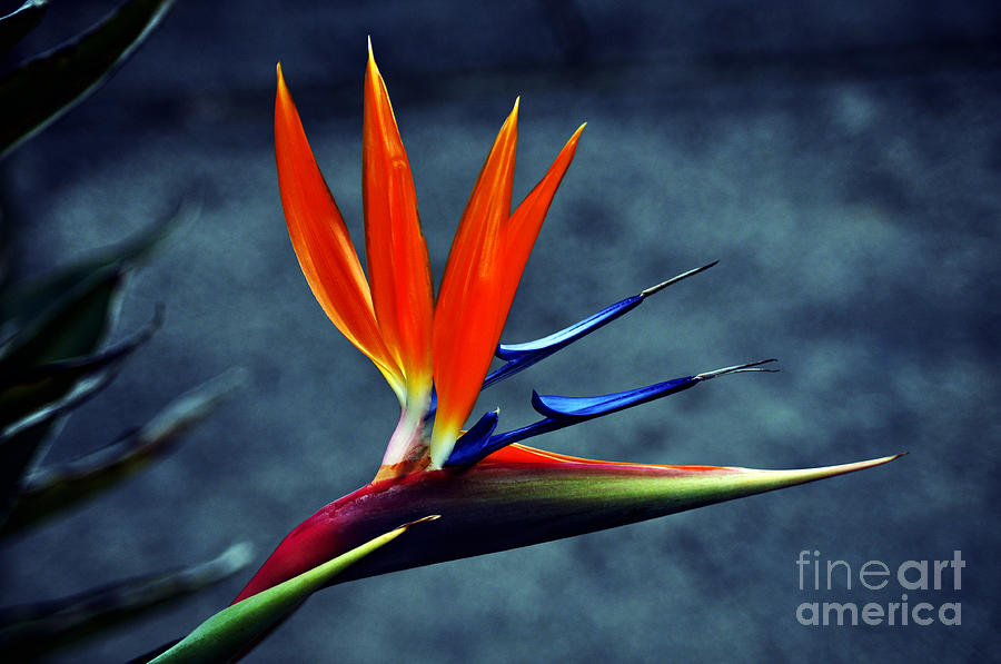 Bird of Paradise Photograph by Clayton Bruster