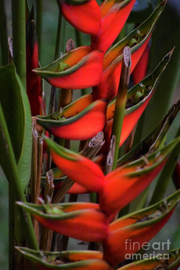 Jungle Photograph - Bird of Paradise  by Daniel Shearer