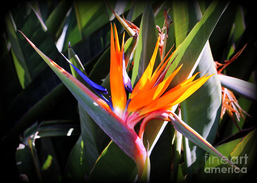 Bird of Paradise Photograph by Diann Fisher