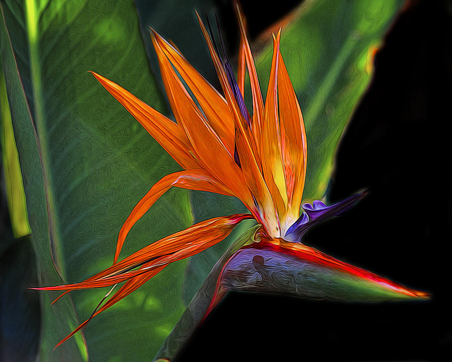 Nature Photograph - Bird of Paradise digital art by TN Fairey