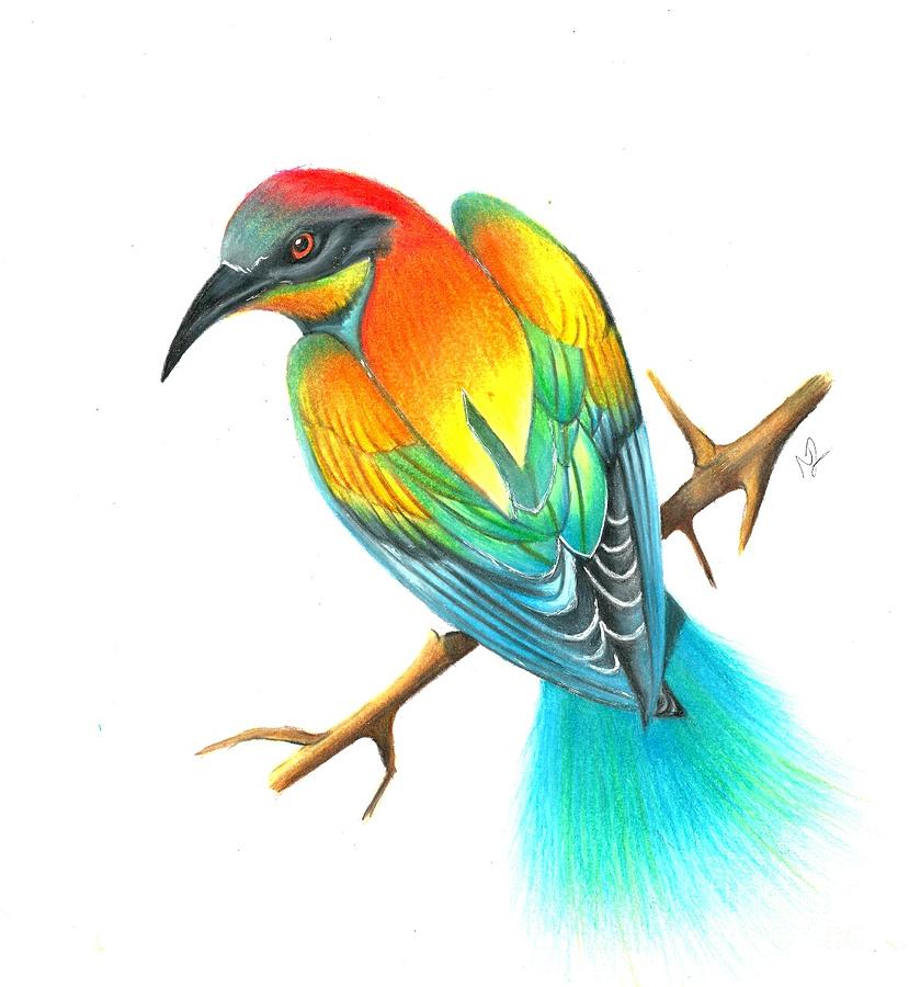 Bird Of Paradise Drawing Drawing by Natasha Lovell Fine Art America