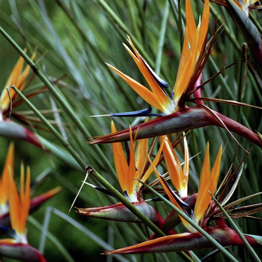 Bird Of Paradise Flower Photograph by Alex England