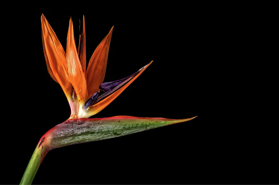 Bird of Paradise Flower Photograph by Catherine Reading