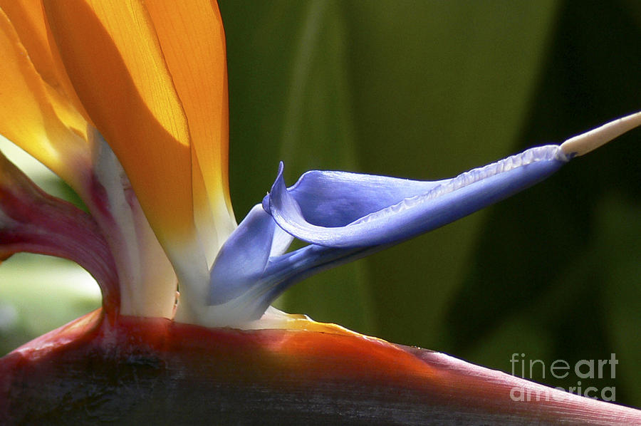 Bird of Paradise Flower Detail Photograph by Heiko Koehrer-Wagner