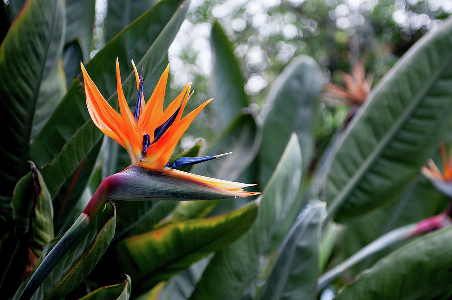 Bird of Paradise Flower Photograph by Helen Jackson
